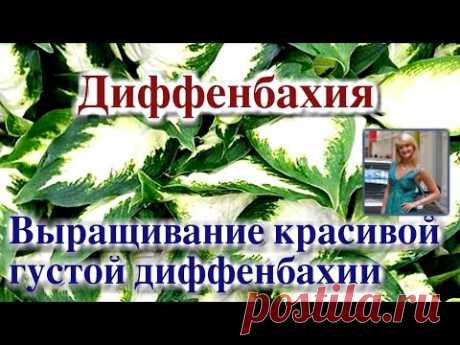 ДИФФЕНБАХИЯ. ВЫРАЩИВАНИЕ КРАСИВОЙ ГУСТОЙ ДИФФЕНБАХИИ