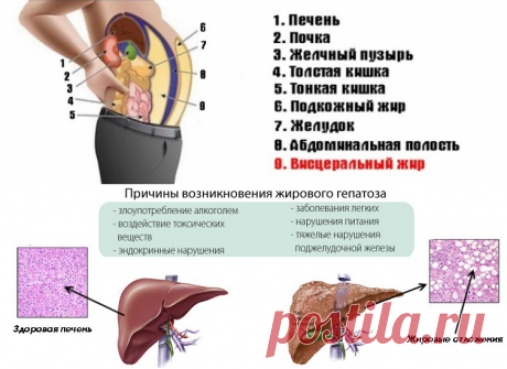 Узнайте, что такое висцеральный жир и чем он опасен
