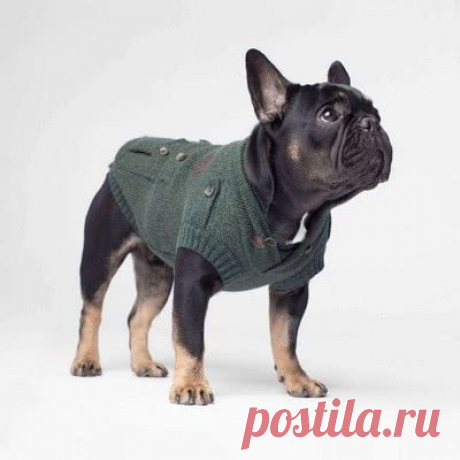 Вяжем свитер для Французского бульдога своими руками
