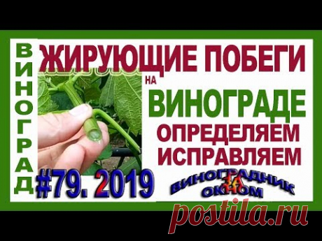 🍇 Жирует виноград. Как бороться. Как из жирующего побега сформировать рукав.