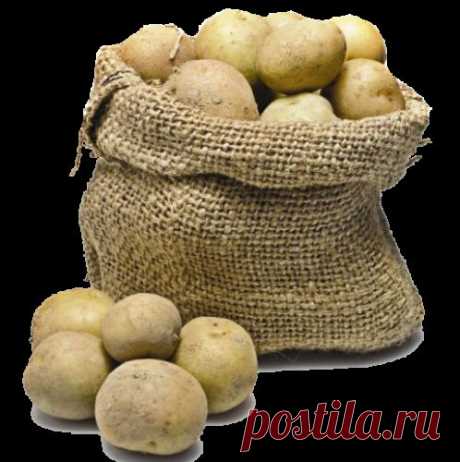Первый урожай картофеля - к июню - 6 соток