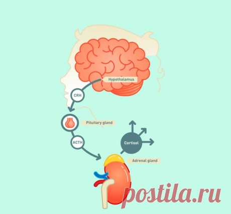 Влияние кортизола на ваше здоровье Про кортизол большинство людей знает, что он является гормоном стресса, провоцирует набор лишнего веса и вообще, его переизбыток опасен для здоровья. Но важно знать, что секрет стабильной работы организма заключается не в количестве каких-либо веществ, в том числе и кортизола, а в правильном балансе.