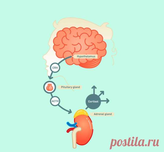 Влияние кортизола на ваше здоровье Про кортизол большинство людей знает, что он является гормоном стресса, провоцирует набор лишнего веса и вообще, его переизбыток опасен для здоровья. Но важно знать, что секрет стабильной работы организма заключается не в количестве каких-либо веществ, в том числе и кортизола, а в правильном балансе.