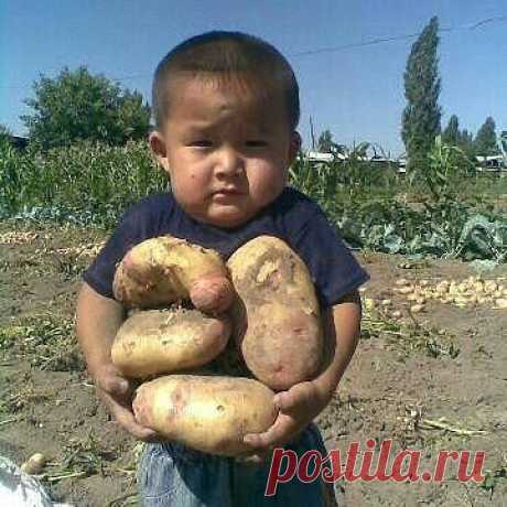 Маленький труженик.