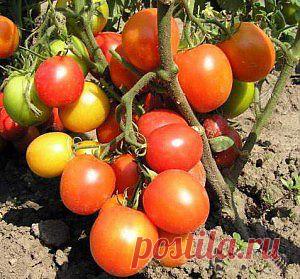 Несложные мероприятия по предупреждению многих болезней томатов | Дача - впрок