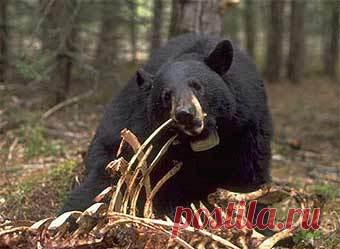 В США идет охота на медведя-людоеда: Из жизни: Lenta.ru