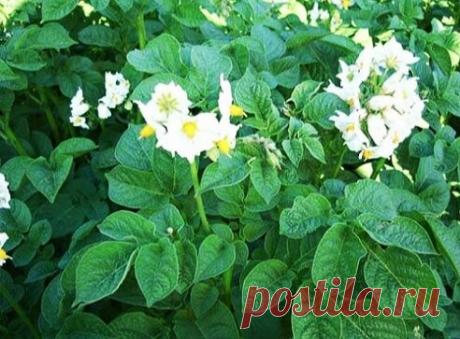 Лучшая и эффективная подкормка для картофеля. Жалоб на урожай больше не будет | Дневник деревенского садовода | Яндекс Дзен