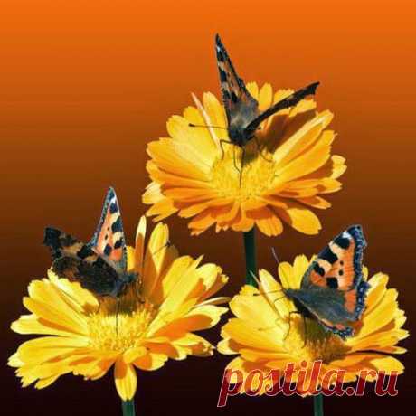 Травы от цирроза