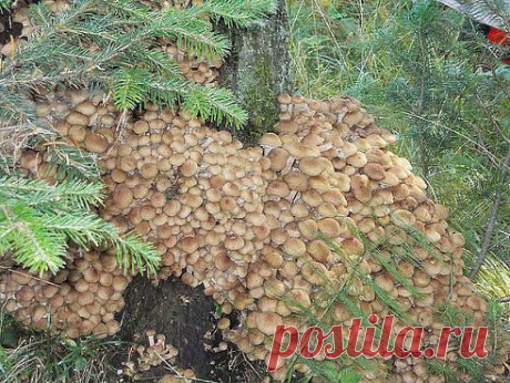 (62) Одноклассники