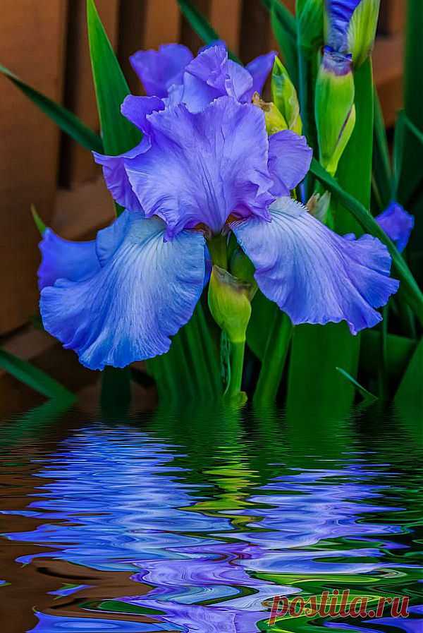 Carolyne Nicol приколол(а) это к доске Flowers