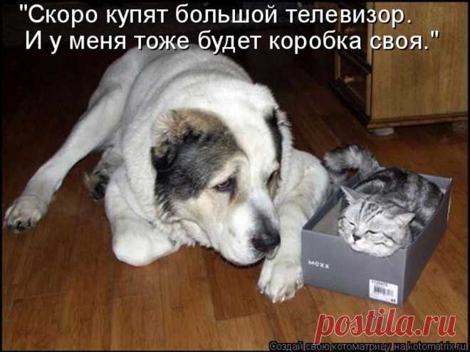 Забавные животные
