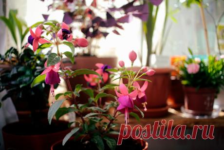 Земля с улицы и комнатные цветы. | Ярина Яриловец и ее орхидеи. | Яндекс Дзен