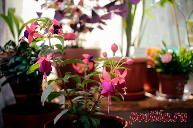 Земля с улицы и комнатные цветы. | Ярина Яриловец и ее орхидеи. | Яндекс Дзен