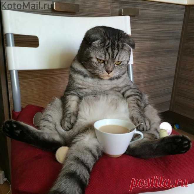 Я молоко просил...