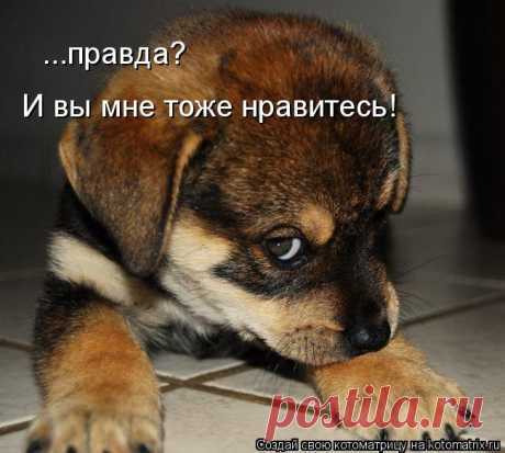 Котоматрица: Круть