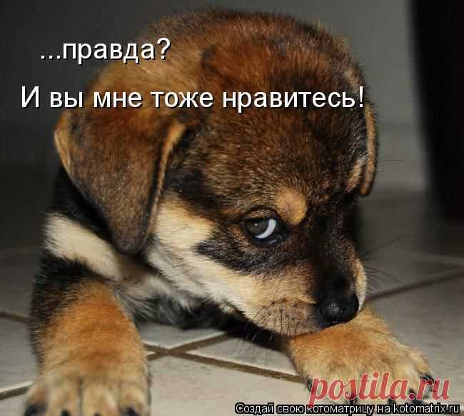 Котоматрица: Круть