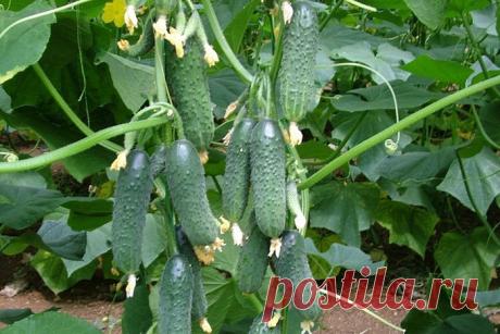 ЕСЛИ ЖЕЛТЕЮТ ЛИСТЬЯ ОГУРЦОВ.