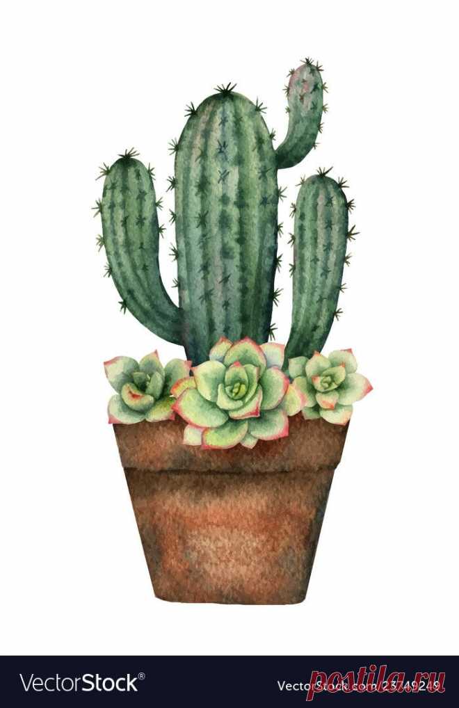 cactus - Ricerca Google