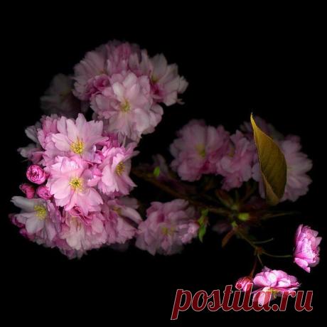 Цветы Magda Indigo - Ярмарка Мастеров - ручная работа, handmade