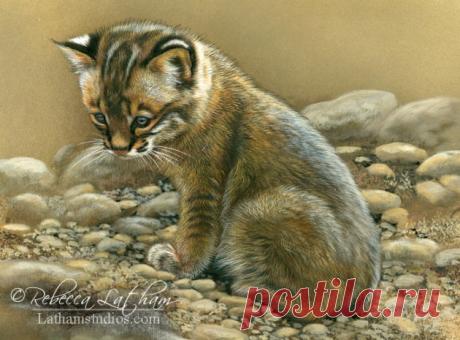 Загляните в студию — 29 января 2014 г. | Картины дикой природы и природы Ребекки Лэтэм