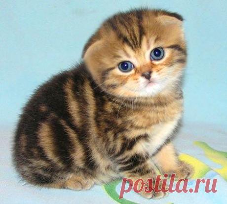 вислоухие котята фото: 21 тыс изображений найдено в Яндекс.Картинках