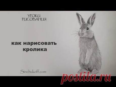 как нарисовать кролика как нарисовать кролика карандашом юрий синчуков