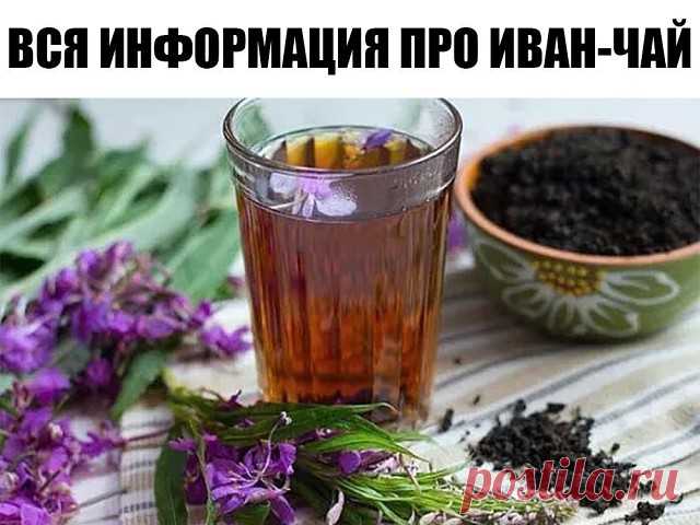 ВСЯ ИНФОРМАЦИЯ ПРО ИВАН-ЧАЙ 

 10 ИНТЕРЕСНЫХ ФАКТОВ ПРО ИВАН-ЧАЙ: 
1. Петр Александрович Бадмаев — лекарь, занимающийся изучением Иван-чая, прожил сто десять лет, и за десять лет до смерти в очередной раз познал радость отцовства. 
2. В Иван-чае содержится в шесть с половиной раз больше витамина С, чем в любом лимоне. 
3. В конце 1941 года вместо того, чтобы двигаться к Ленинграду, Гитлер отдал приказ направить танки в селенье Копорье, чтобы уничтожить экспериментальную ла...