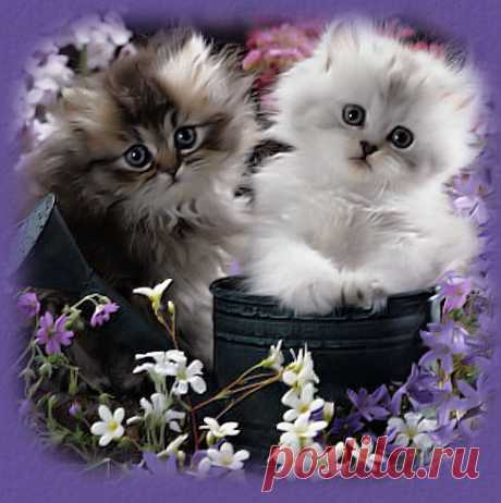 Без заголовка