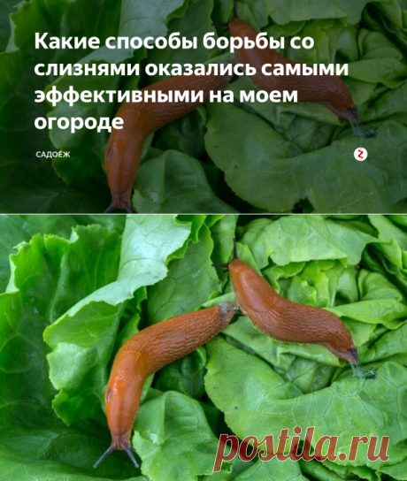 Какие способы борьбы со слизнями оказались самыми эффективными на моем огороде | садоёж | Яндекс Дзен