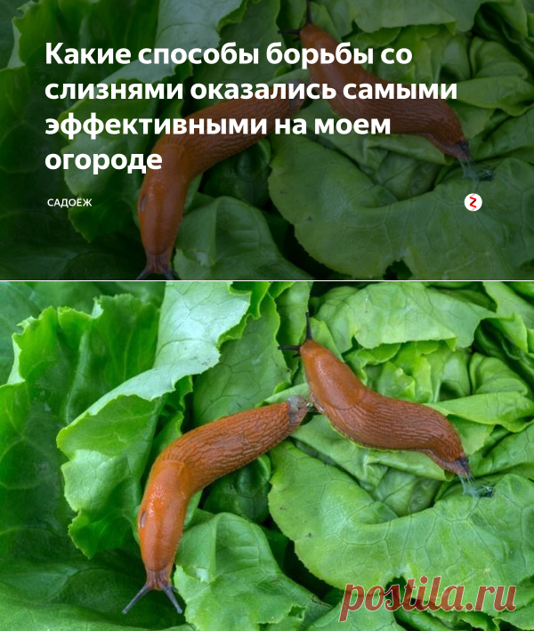Какие способы борьбы со слизнями оказались самыми эффективными на моем огороде | садоёж | Яндекс Дзен