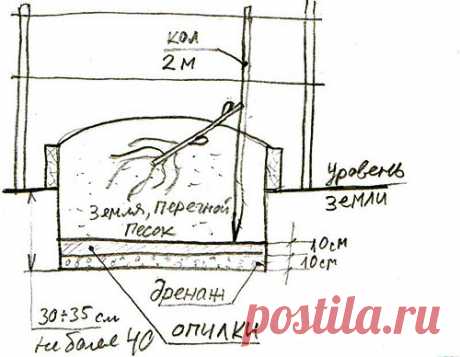 Skhema-posadki-vinograda-v-Podmoskove.jpg (500×388)