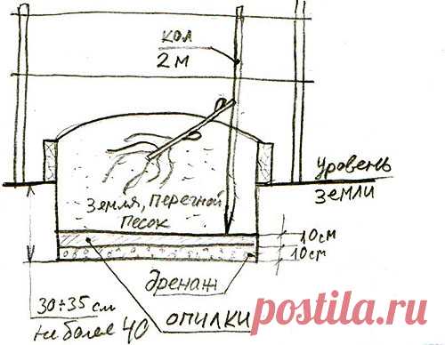 Skhema-posadki-vinograda-v-Podmoskove.jpg (500×388)