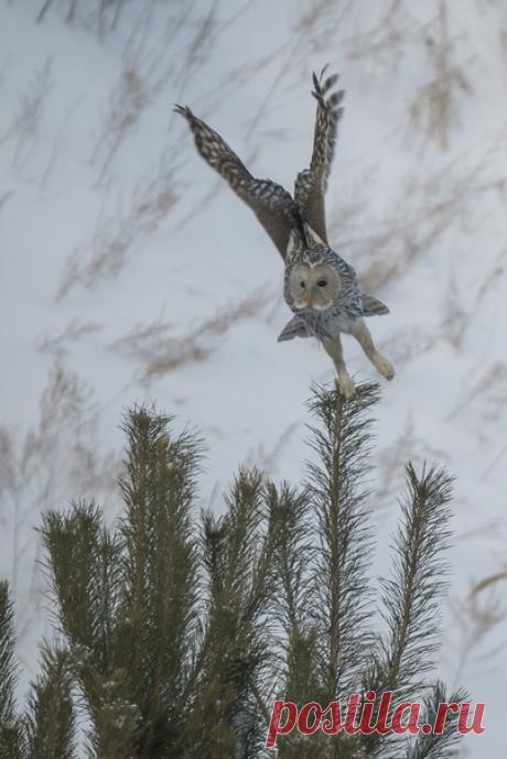 «Охота началась» Длиннохвостая неясыть в сосняке на краю «Обского моря», Новосибирская область. Автор снимка – Закир Умаров: nat-geo.ru/photo/user/44827/