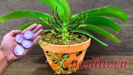 Just 1 thin slice per week! Suddenly orchids shoot 500% more flower branches