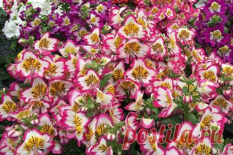 Орхидея бедняка | ЗЕЛЕНЫЙ МИР С ЕЛЕНОЙ | Яндекс Дзен