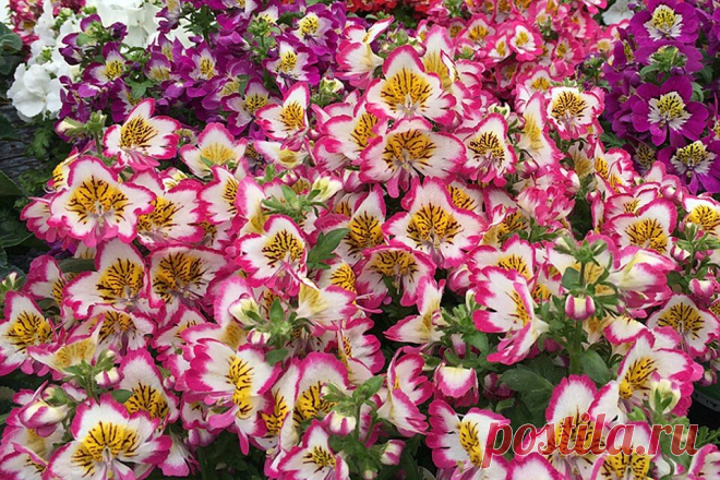 Орхидея бедняка | ЗЕЛЕНЫЙ МИР С ЕЛЕНОЙ | Яндекс Дзен