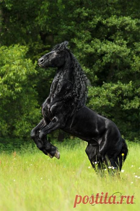 Friesians - Equine Photography Katarzyna Okrzesik
