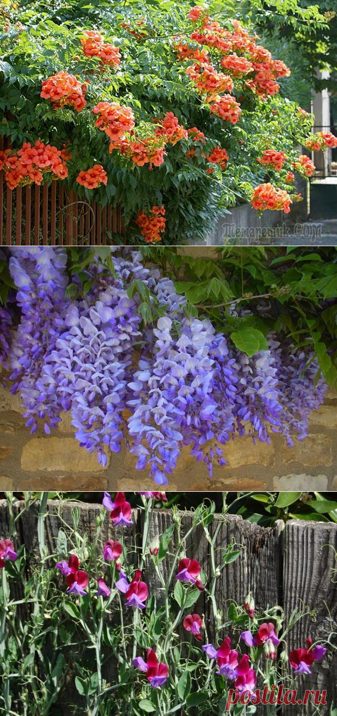 9 лучших быстрорастущих вьющихся цветов для забора, арок и шпалер на даче
