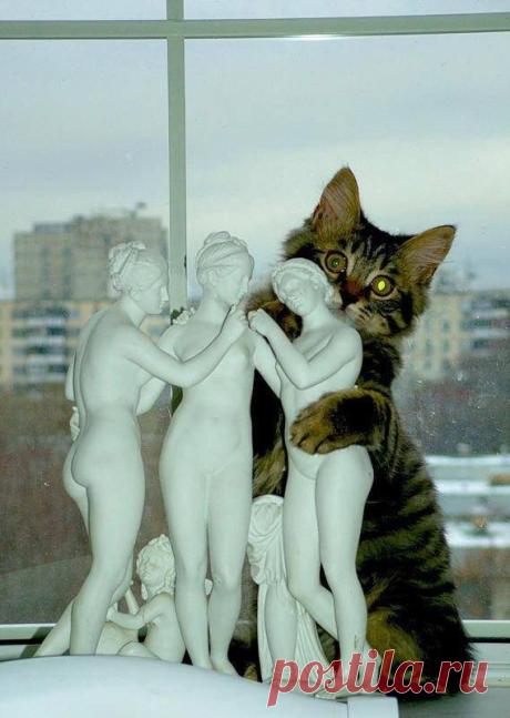 77 изумительных фотографий котов / Питомцы