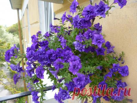 Петуния - хвастаемся цветущими растениями - Страница 13 - Форум цветоводов Фрау Флора