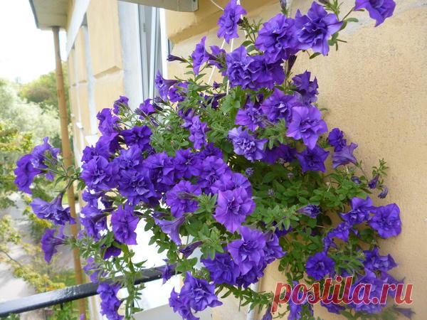 Петуния - хвастаемся цветущими растениями - Страница 13 - Форум цветоводов Фрау Флора