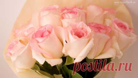 209149_kwiaty_bukiet_roze.jpg (1366×768)