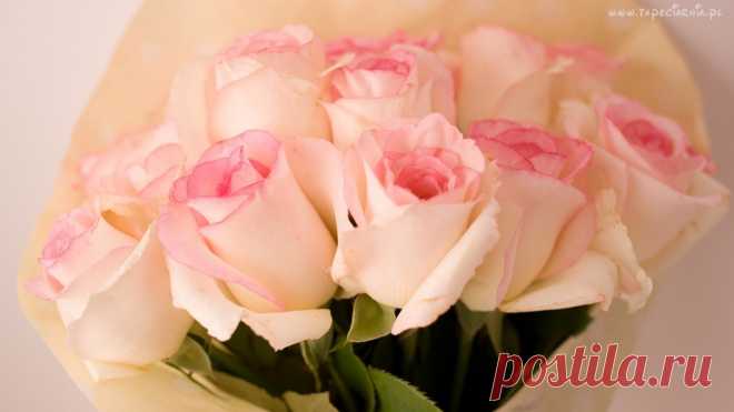 209149_kwiaty_bukiet_roze.jpg (1366×768)