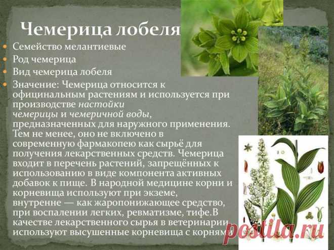 Чемерица лобеля