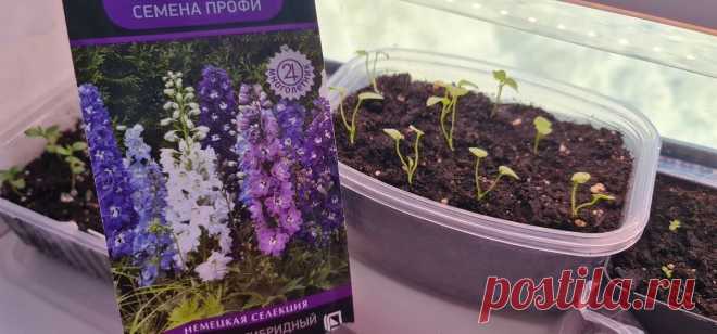 Что нужно посеять в декабре. Лучшие однолетники и многолетники для раннего посева Что посеять в декабре
