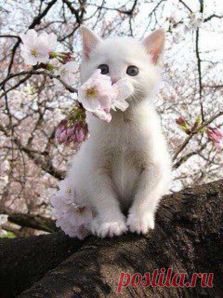 ВСЕМ ЖЕЛАЮ ЧУДЕСНОГО ДЕНЕЧКА !!!