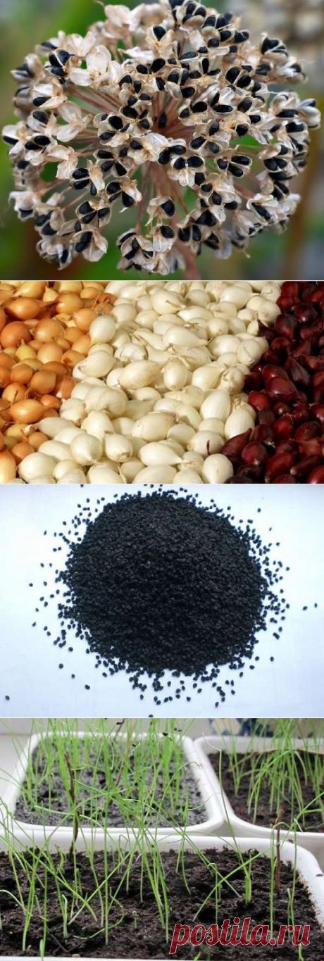 Луковые секреты. Выращивание лука из семян.