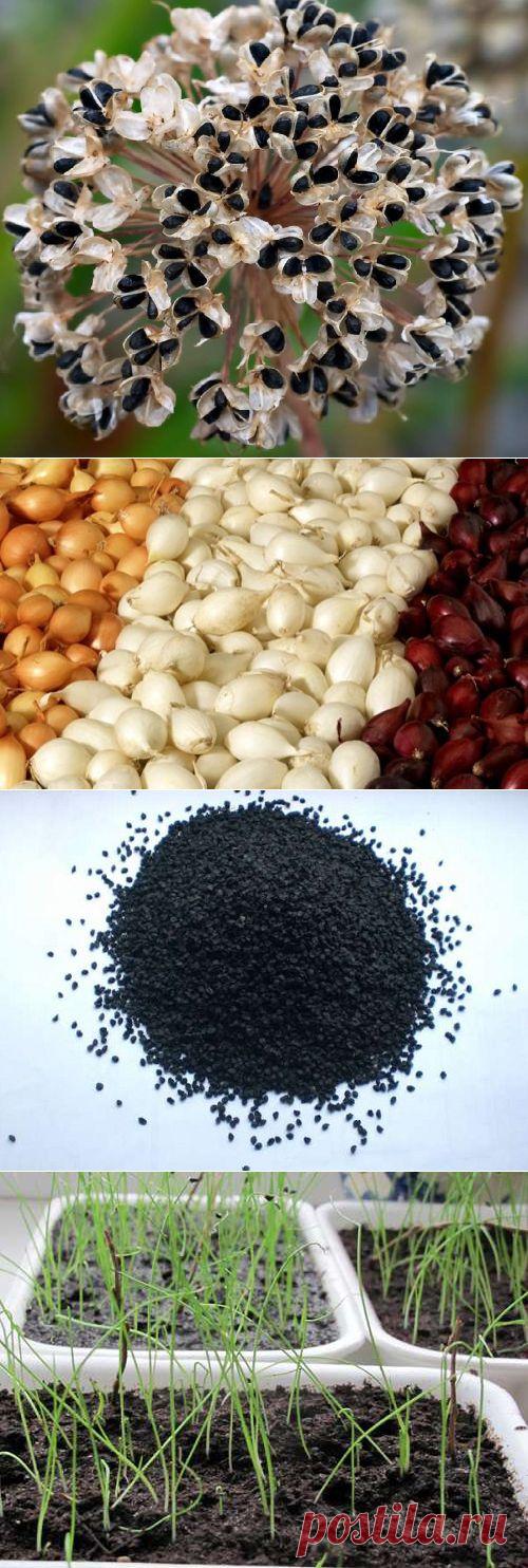 Луковые секреты. Выращивание лука из семян.