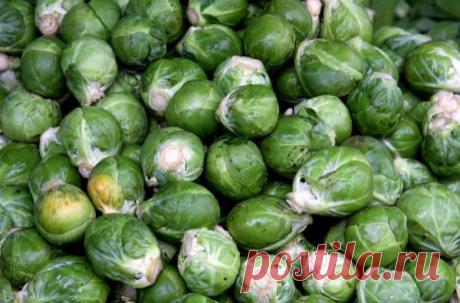 Особенности выращивания брюссельской капусты, советы агрономов Особенности выращивания брюссельской капусты, советы агрономов