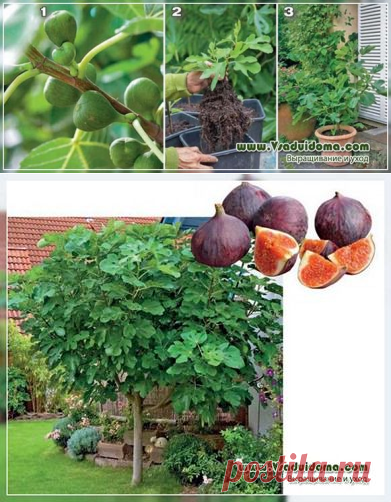 Инжир (фото) уход и выращивание в разных условиях | Сайт о саде, даче и комнатных растениях.